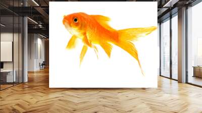 Gold fish isolated on a white background Wall mural