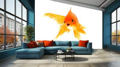 Gold fish isolated on a white background Wall mural