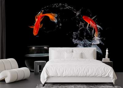 Gold Koi fish jumping in aquariuam on black background Wall mural