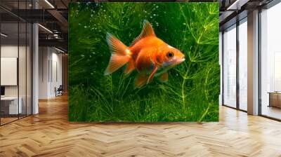 Goldfish  Wall mural