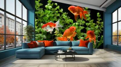 Goldfish carassius auratus background aquatic plants Wall mural