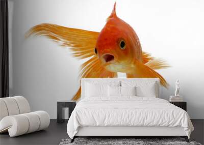 Goldfish Wall mural