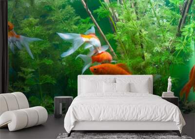 Koi fish Background green water plants Wall mural