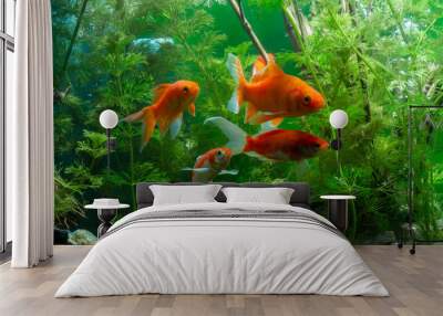 Koi fish Background green water plants Wall mural