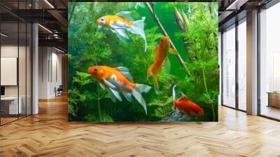 Koi fish Background green water plants Wall mural