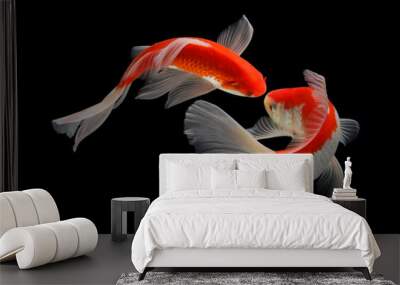 Koi fish black background Wall mural