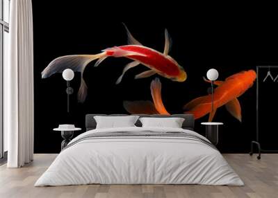 Koi fish Butterfly fresh Black background  Wall mural