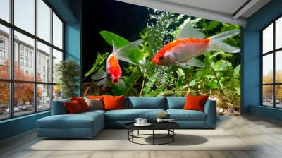 Koi fish Gold background of aquatic plants Wall mural