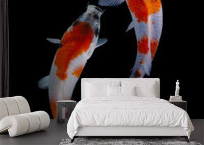 Koi fish is domesticated version of common carp. This fish is most famous by its beautiful colors that have been created via selective breeding Wall mural