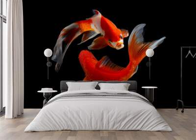 Koi fish isolated on black background with clipping path Wall mural