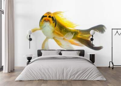 Koi fish isolated on White background with clipping path Wall mural