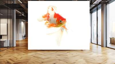 Koi fish isolated on white background Wall mural