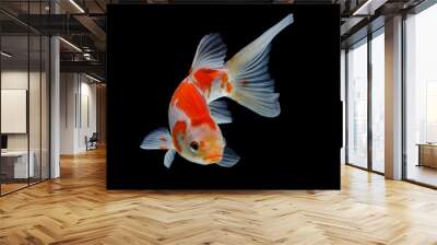 koi fish red and white Wall mural