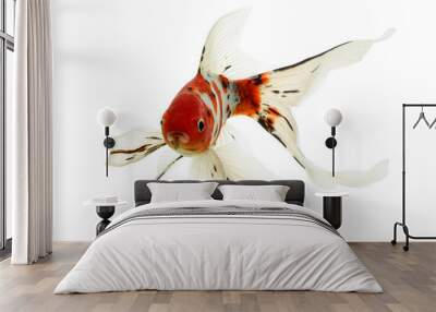 Mix-colored Butterfly Koi (Cyprinus carpio) isolated on white background. Wall mural