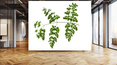 Moringa oleifera isolated on white Wall mural