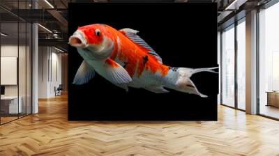 Taisho sanke koi fish black background Wall mural