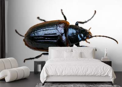 A detailed macro image showcasing the textured body and elytra of a shiny brown beetle against a white background Wall mural