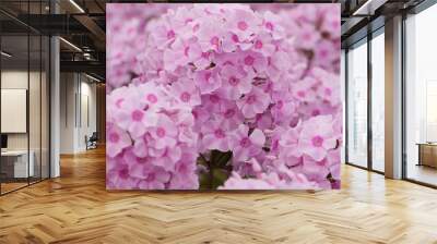 beautiful lushly flowering pink phlox in a summer park or in the garden Wall mural