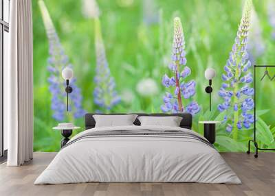 delicate flowers of blue fresh lupine blooming in a summer meadow Wall mural