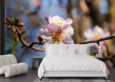 Beautiful pink almond blossom on an almond tree. Flowering almonds in the spring garden.  Wall mural