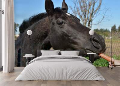 Portrait of a horse. Horse feasts carrot. Head of a bay horse close up. Carrot delicacy for a horse.  Wall mural