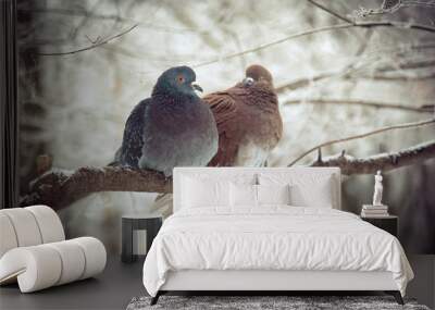 pigeons sitting on tree branch snuggling to each other in winter Wall mural