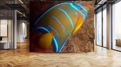 Angel fish caribbean sea venezuela  Wall mural