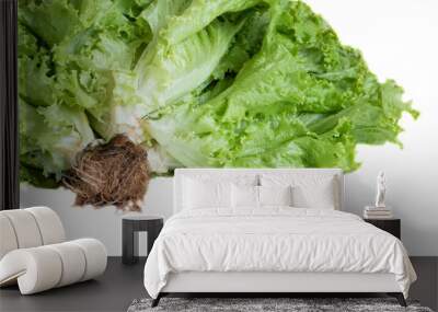 Fresh green Lettuce leaves, Salad leaf isolated on white background. Copy space. Wall mural