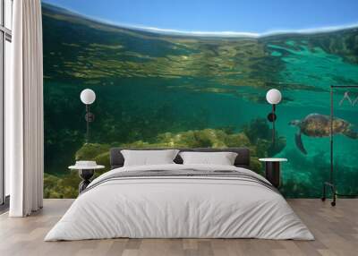 underwater reef coral , caribbean sea , Venezuela Wall mural