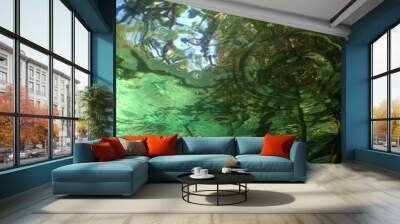 underwater scene caribbean sea venezuela Wall mural