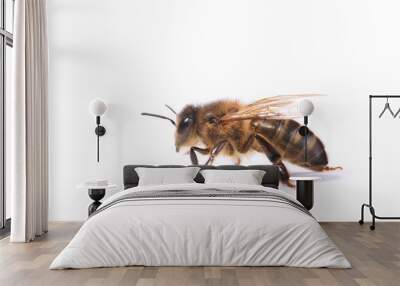  bee isolated on white background Wall mural