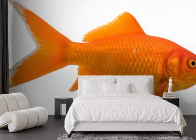 Bright gold colored goldfish isolated on a white background. Wall mural