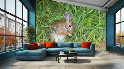 praying rabbit Wall mural