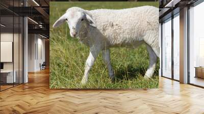 White Katahdin sheep lamb looking through the tall grass near Raeford North Carolina on an early spring day. Wall mural