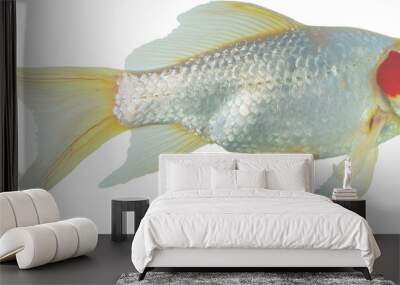 Yellow and orange pet fish Wall mural