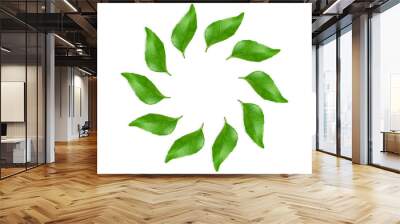 circle of fresh indian spice plant curry leaves or curry patta use in indian gujarati food like kadhi,vada,rasam,chutney,sambhar,dal and other recipe,cutout in transparent background,png format Wall mural