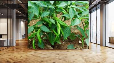 fresh green chili pepper or chillies on plant in garden Wall mural