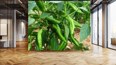 fresh organic green chili pepper or chillies on plant in garden ready for harvesting Wall mural