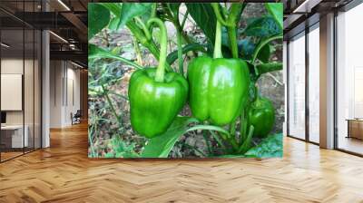 green pepper or bell pepper on plant growing in garden,ready to harvest  Wall mural