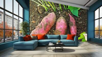 red purple sweet potato Ipomoea batatas growing with plant iin garden Wall mural