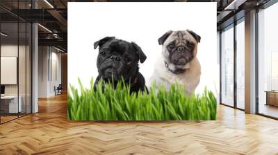 black and fawn pug behind grass Wall mural