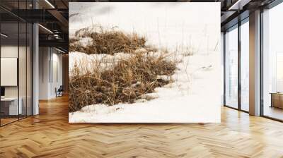 Thawed yellow grass in the snow Wall mural