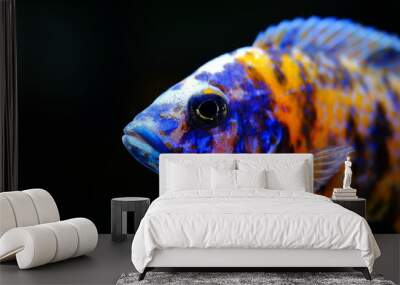 African cichlid fish colorful aquarium Wall mural