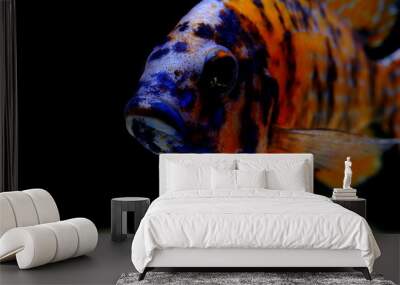 African malawi cichlid colorful fish Wall mural