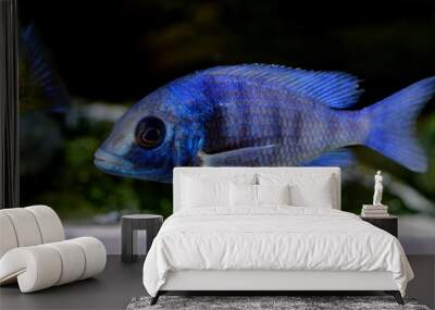 Colorful malawi cichlid fish aquarium Wall mural