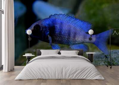 Colorful malawi cichlid fish aquarium Wall mural