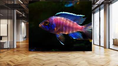 Malawi cichlid colorful fish Wall mural