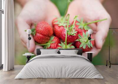 Fresh picked strawberries Wall mural