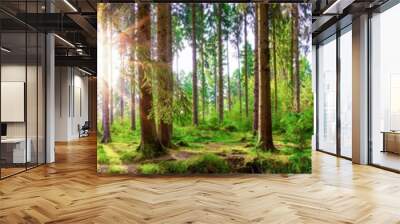 Beautiful forest panorama with large trees and bright sun Wall mural