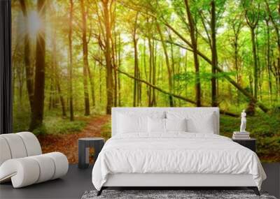 Forest panorama in autumn with hiking trail and sun shining through the trees Wall mural